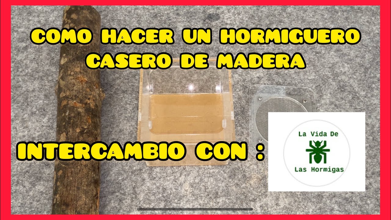 HORMIGUERO CASERO DE MADERA 🐜🐜🐜INTERCAMBIO CON LA VIDA DE LAS HORMIGAS