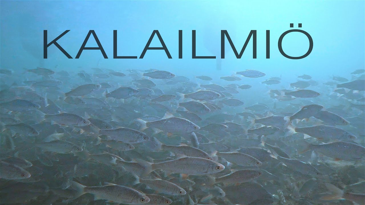 Kalailmi&ouml;, valtavat kalaparvet Saaristomerell&auml;