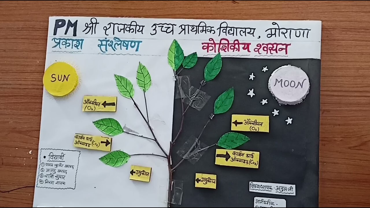 प्रकाश संश्लेषण की प्रक्रिया दिन एवं रात में || photosynthesis working model|| biology model||