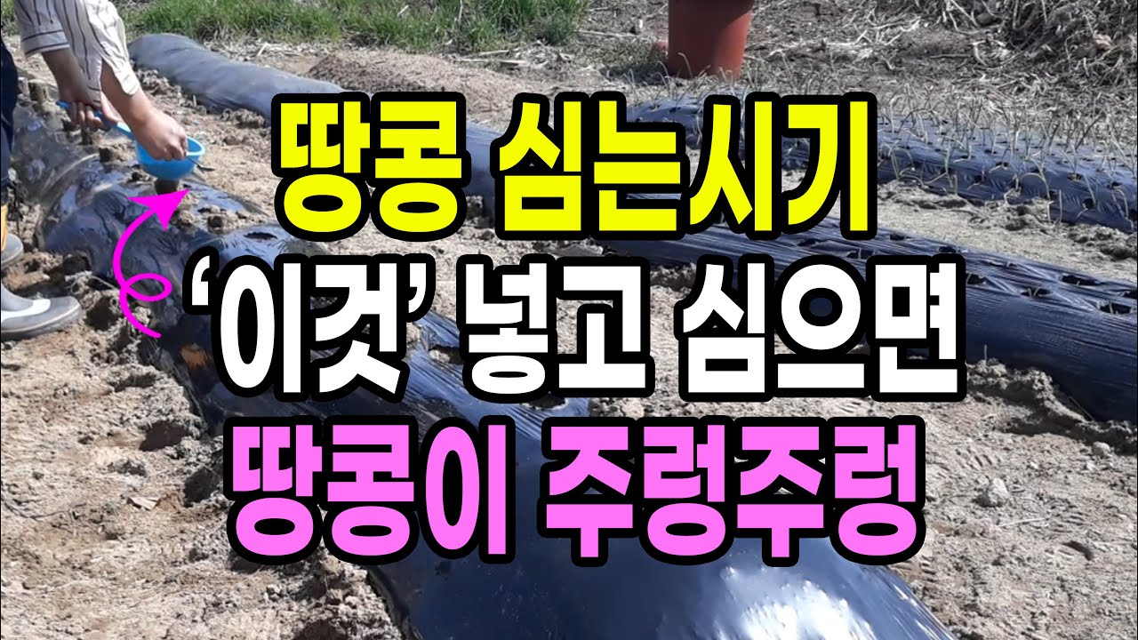 땅콩 심는시기 '이것' 넣고 심으면 땅콩이 주렁주렁