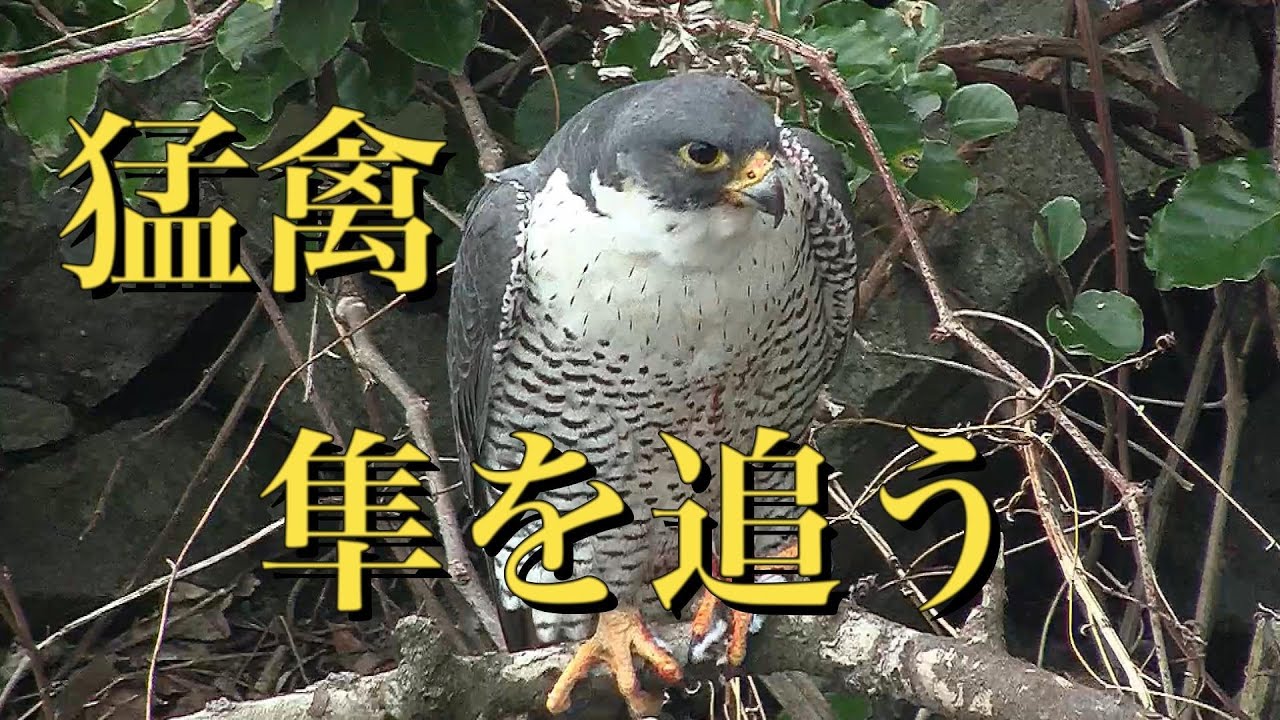 Bird of prey peregrine falcon『猛禽・ハヤブサ』