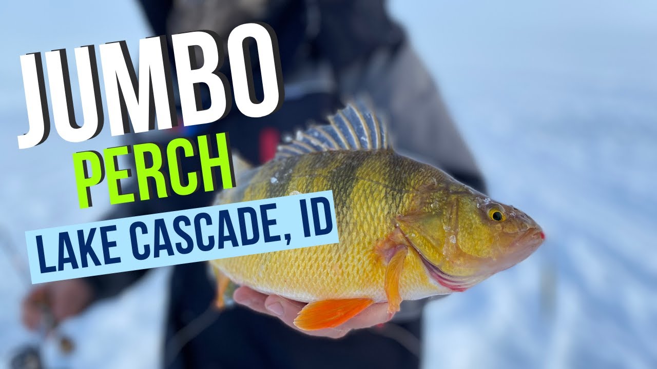 Lake Cascade Jumbo Perch Fishing