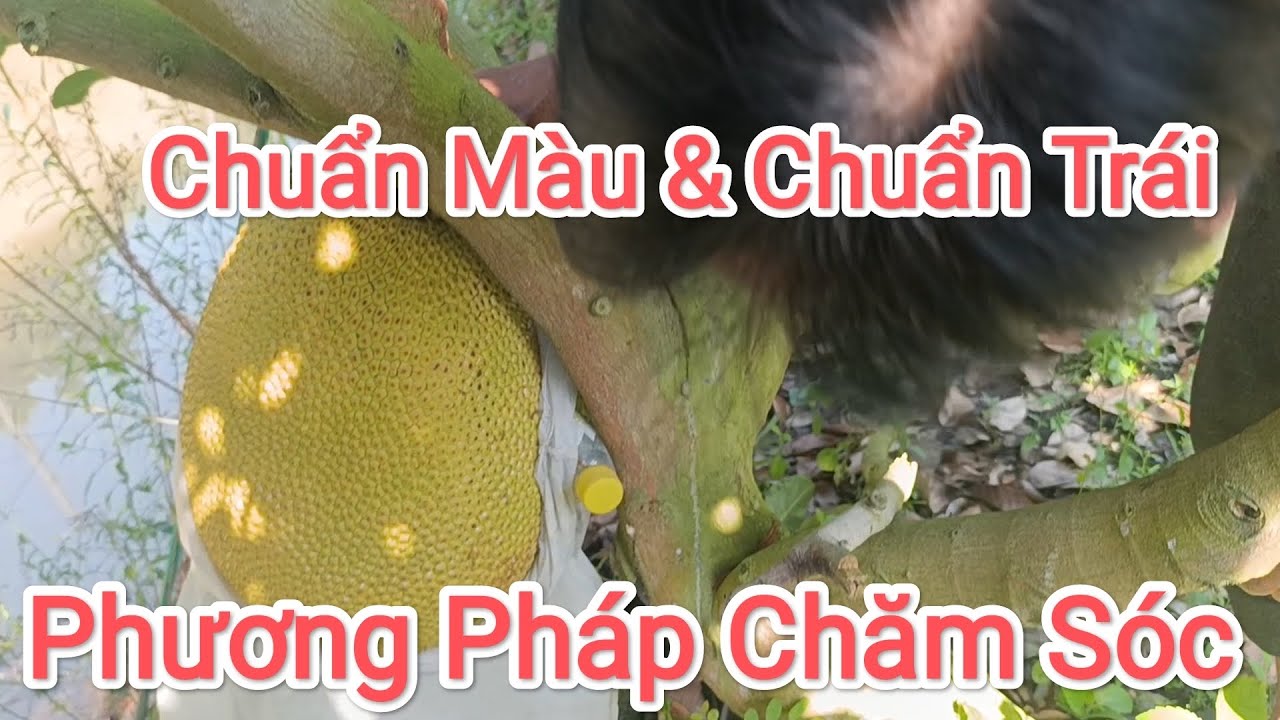 Vườn Anh 6 Cao Lãnh đạt suất sắc. Phương pháp chăm sóc vô cùng hiệu quả 