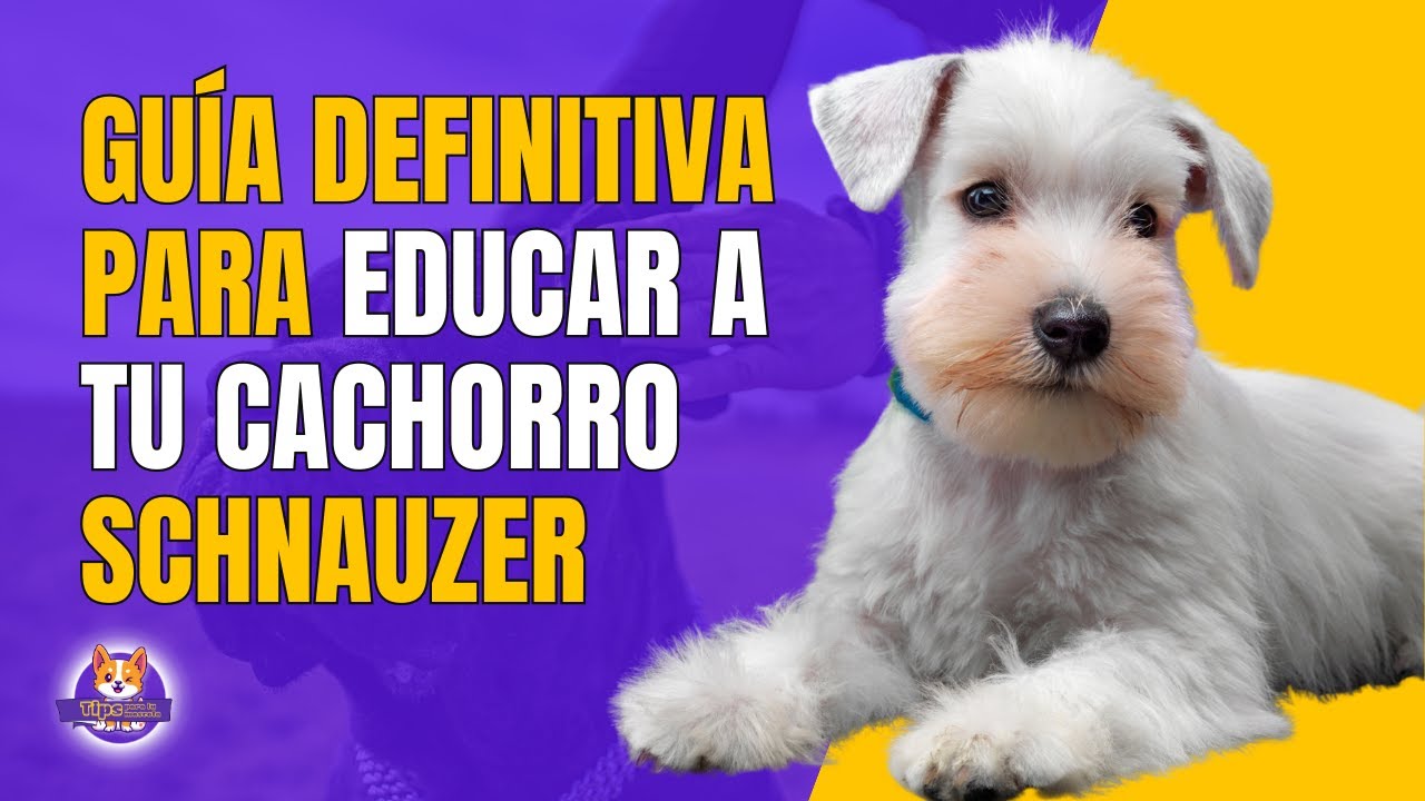 10 Essential Tips for Training a Schnauzer Puppy