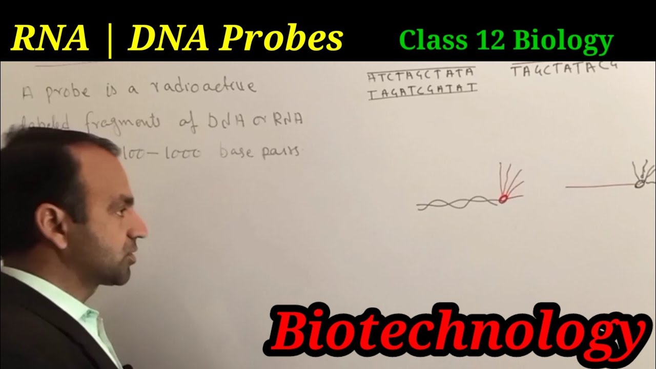 RNA | DNA Probes Class 12 Biology | Biotechnology