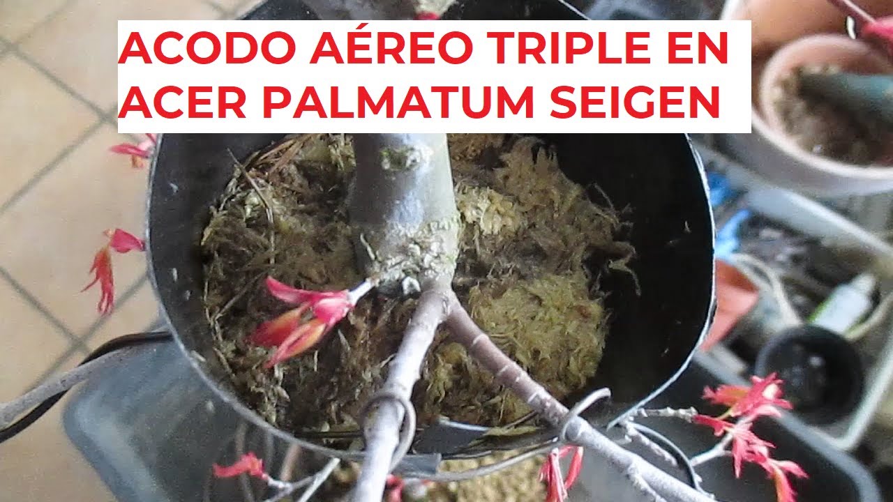 ACODO AÉREO TRIPLE EN ARCE PALMATUM JAPONÉS (ACER PALMATUM SEIGEN) ֍ CÓMO HACER BONSÁI