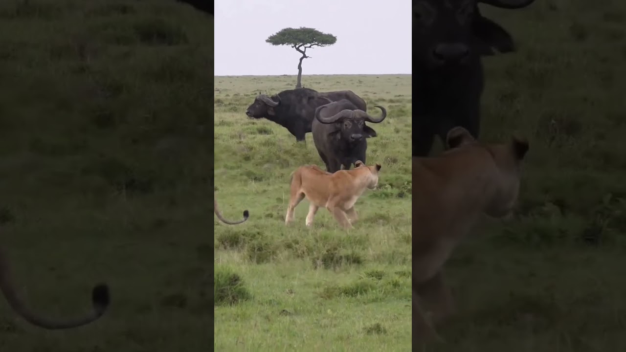 Lion contre buffle dans le serengeti #safari #nature #tanzania #wildlife