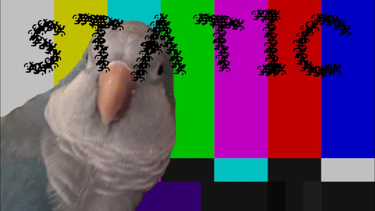 FLAVOR FOLEY - STATIC [My bird’s UTAU] (Gumb@ll) @FLAVORFOLEY 