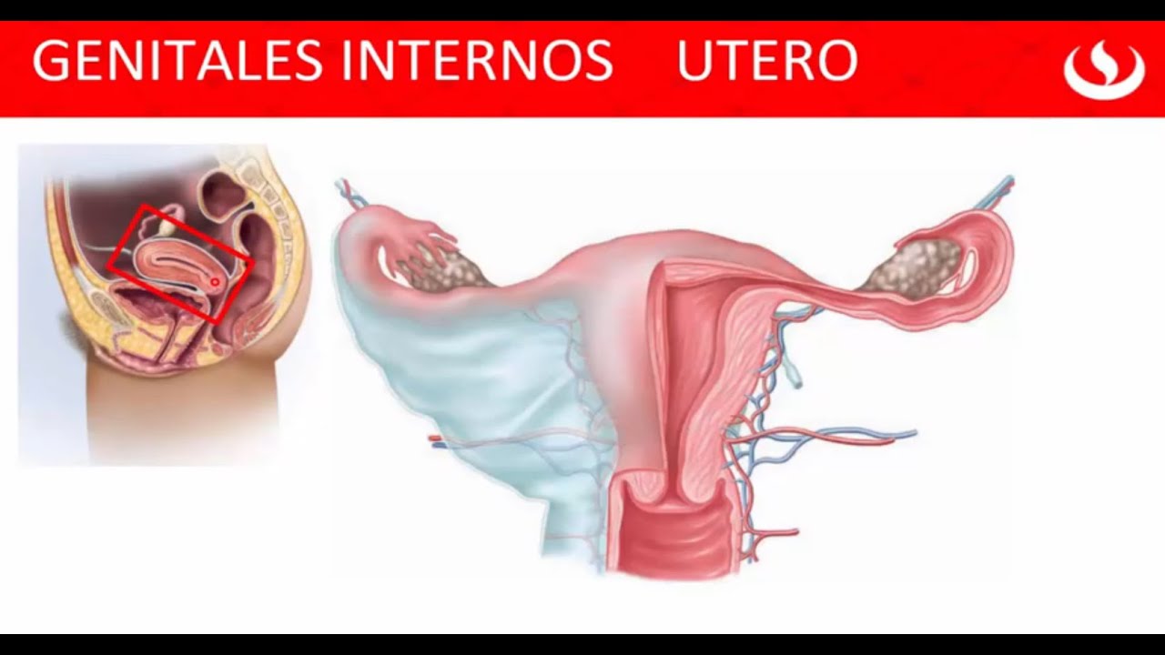 Utero - Cervix - Ligamentos - Vasculatura - Funciones - Genitales Internos Femeninos  👍👍