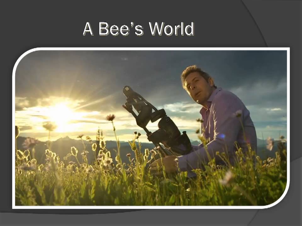 A Bees Vision