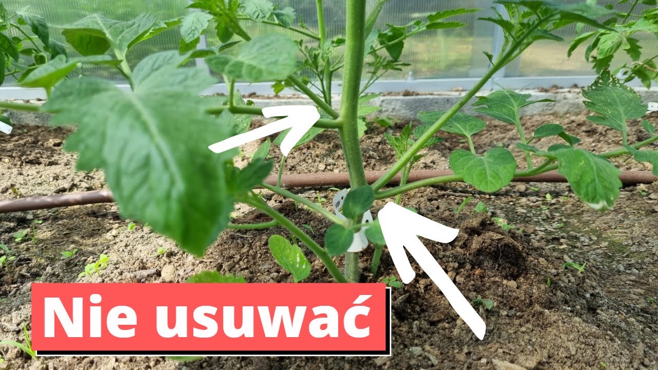 Nie usuwaj wszystkich wilków z pomidorów