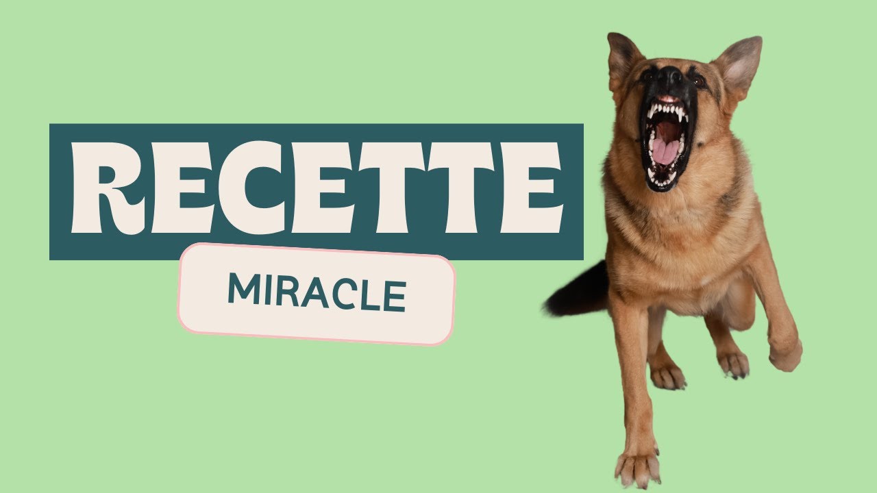 Comment g&eacute;rer un chien R&Eacute;ACTIF ?