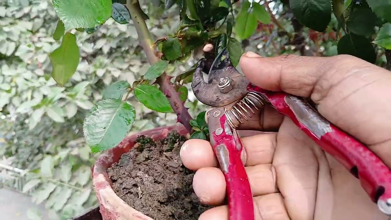 খুব সহজে মাটিতে গোলাপ করুন