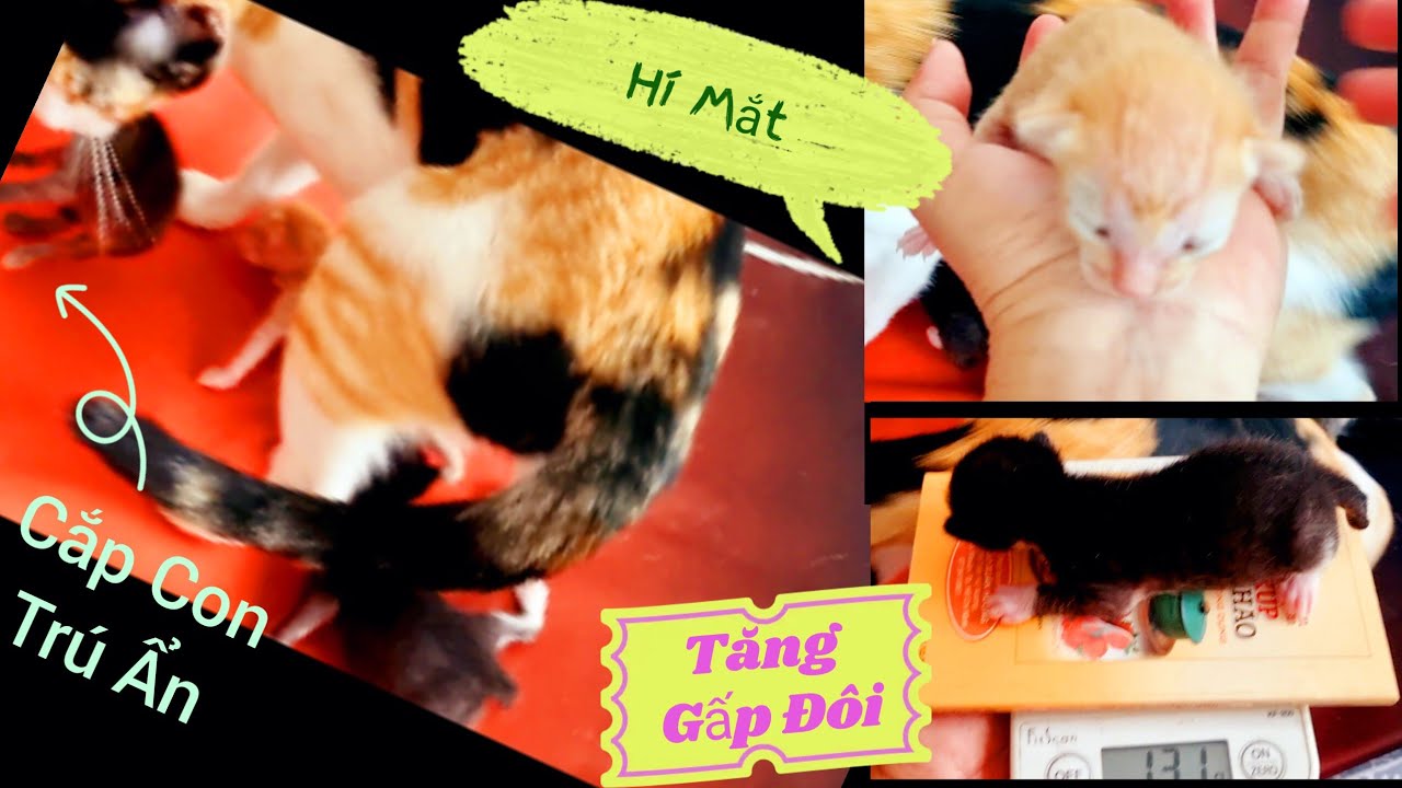 N7 Babies Mim mở Mắt, Nặng gấp đôi , Mim cắp con trú ẩn