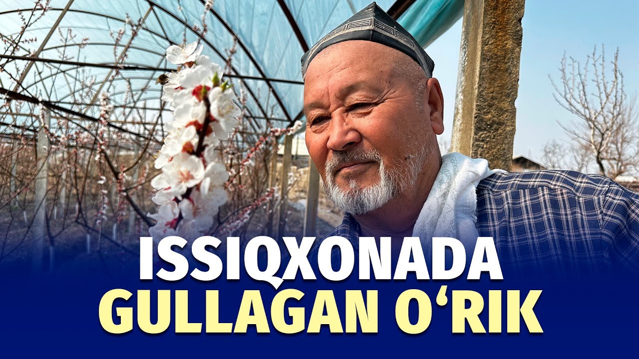 «Oltiariqdagi issiq bog‘» — issiqxonada o‘rik yetishtirayotgan eskiarablik bog‘bon hikoyasi