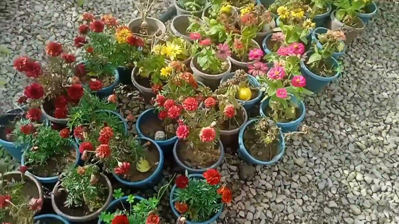 جولة في مشتلة نباتات الزينة والأشجار المثمرة