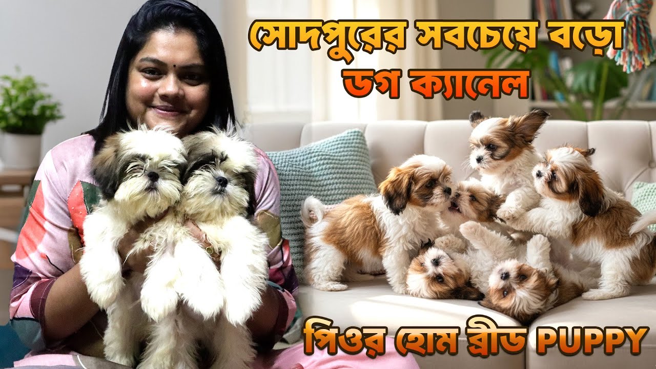 Original Shih Tzu Puppy | Pure Home Breed Puppy | Sodpur | Dog Kennel | 8240797099