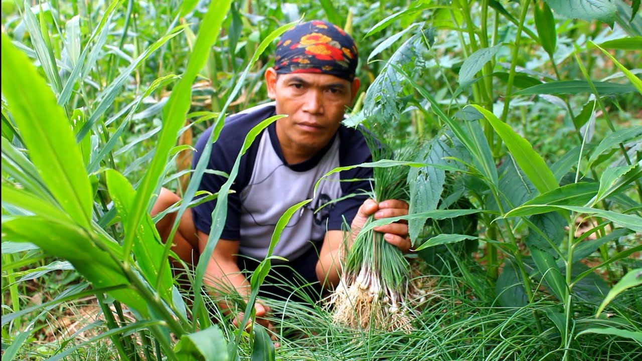 sambal bawang lokio bawang Batak teri pete dan peyek daun lokio kacang brul ambil di ladang