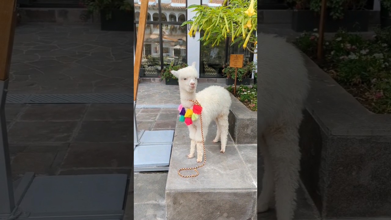 Adorable alpaca only 3 months old #cusco #alpaca #peru