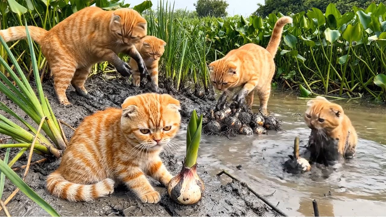 Ginger Kitten Discovers Forest Treasures, Sweet Harvests & Cozy Kitchen Magic 🐾🍊🌿