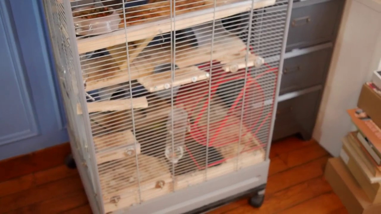 La cage de mes Octodons