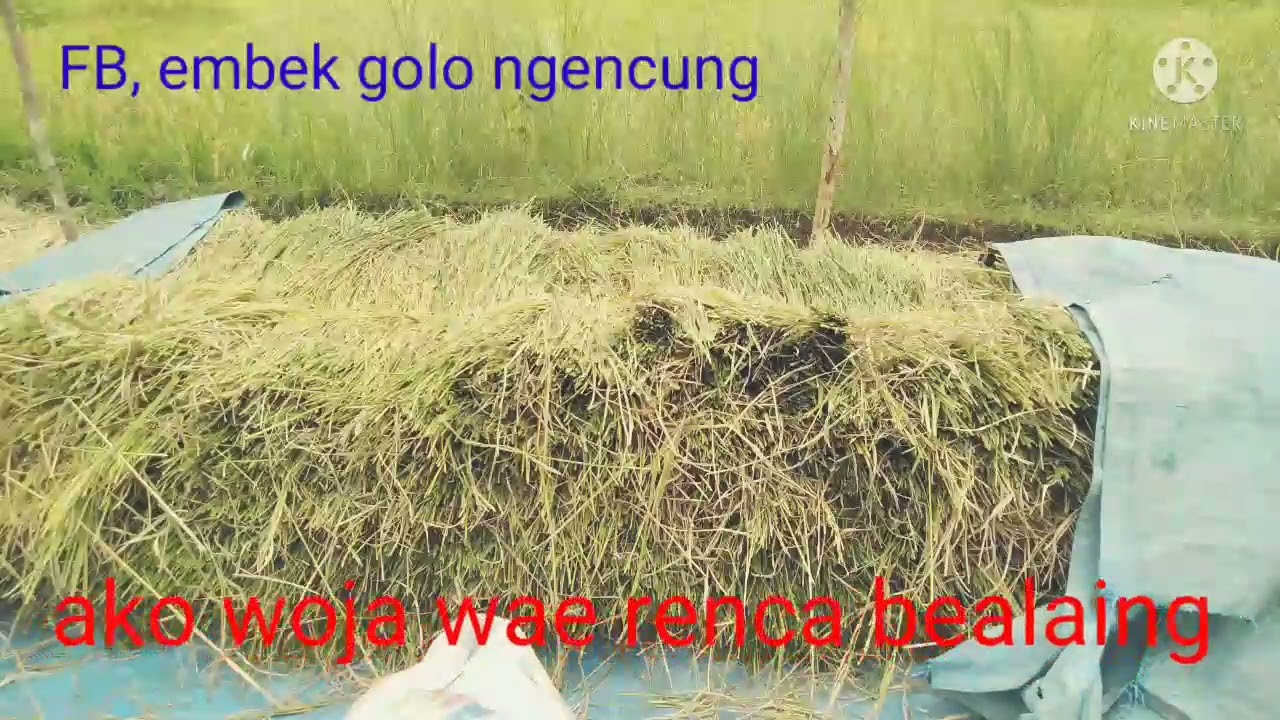 lagu manggarai emil goloworok