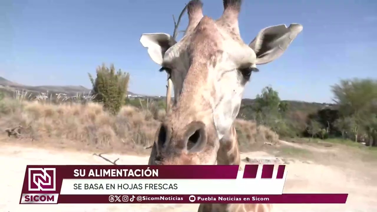 🦒🎉 Benito, la jirafa, cumple 2 años en Africam Safari