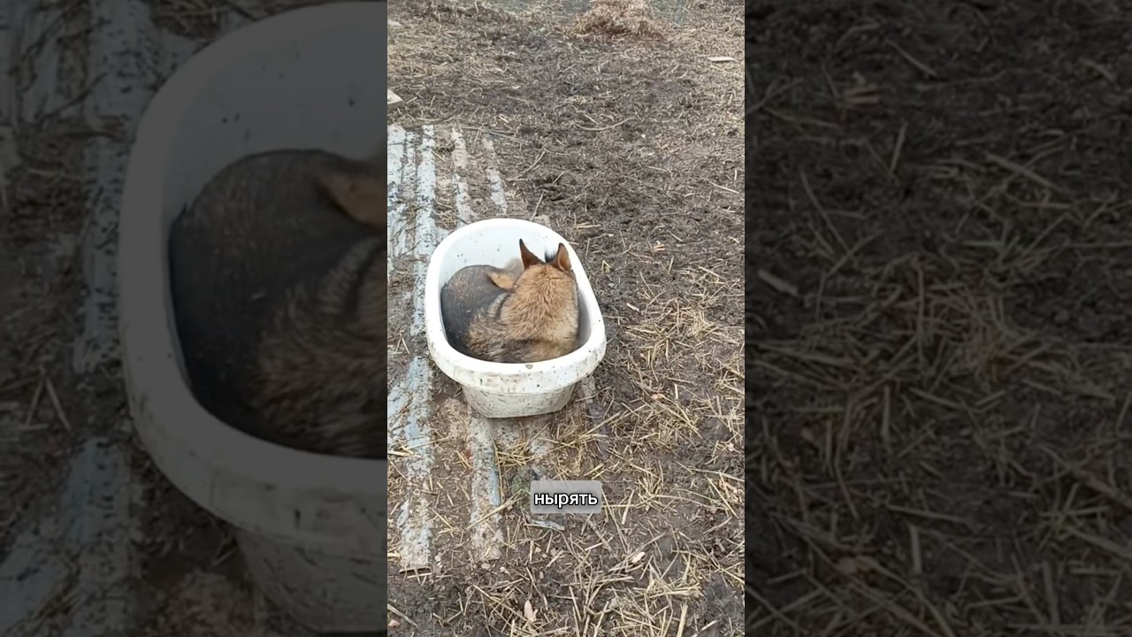 Фсё, мы открыли купальный сезон😂 #приютдлясобак #помощьбездомным #суперсобака