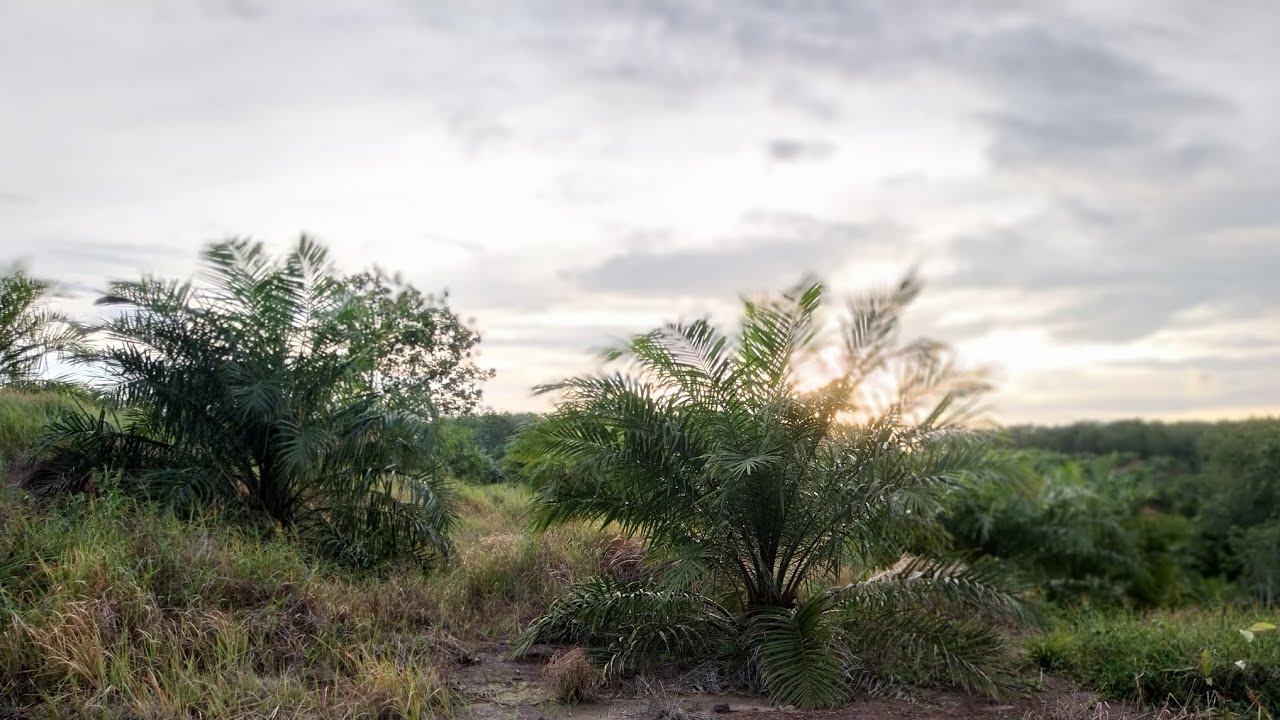 Menuju awal tahun 2026 diperkebunan kelapa sawit, barakallah 🤲