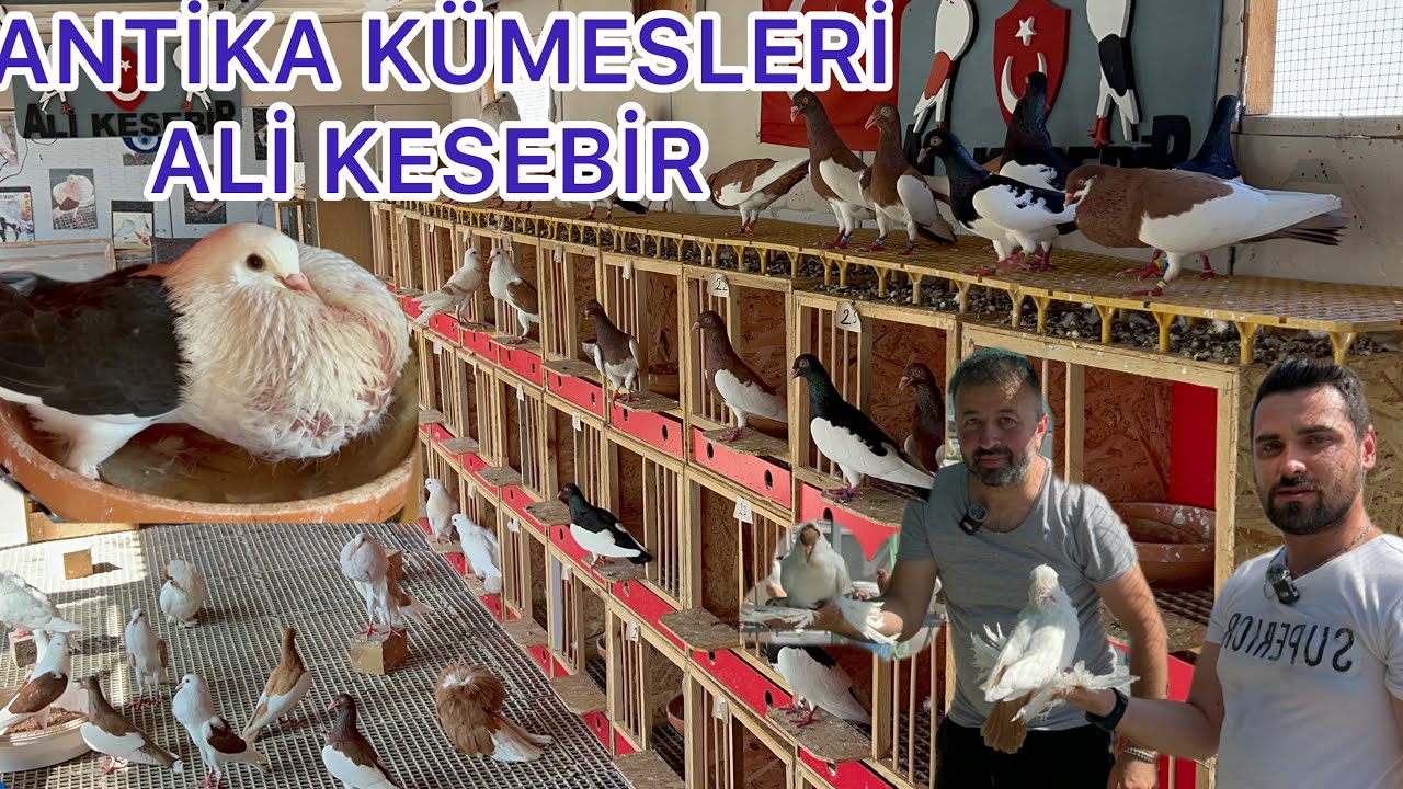 BİR GÜVERCİN HANE BU KADAR MI GÜZEL OLUR BU KADAR MI KEYİFLİ OLUR