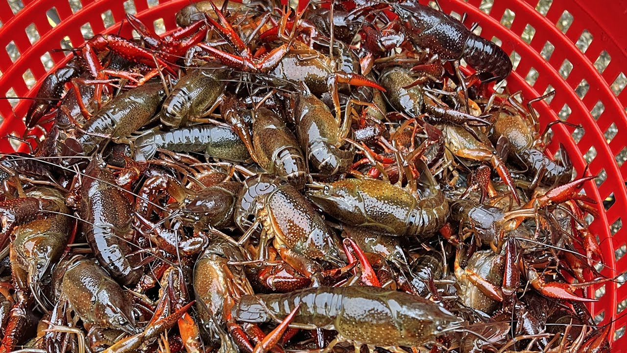 The CRAWFISH TRAPS Were So FULL! (Catch and Cook Crawfish Etouffe)