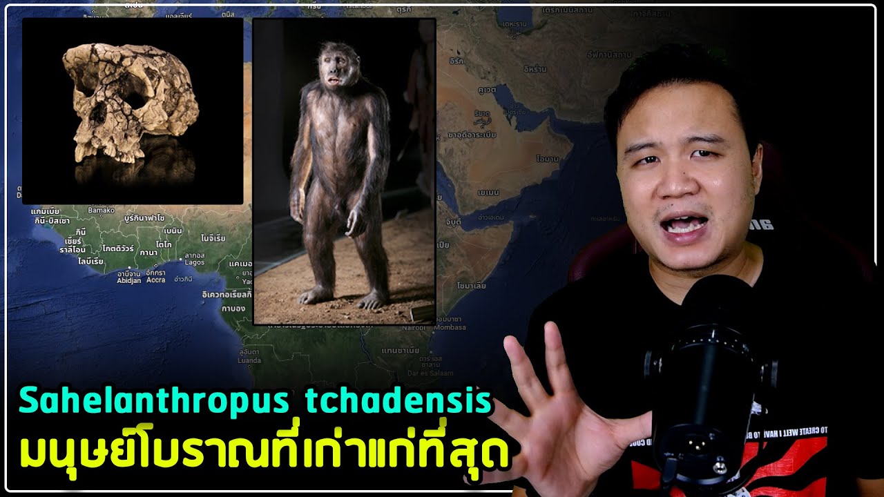 มนุษย์โบราณที่เก่าแก่ที่สุด 7 ล้านปีก่อน Sahelanthropus tchadensis (Toumai)