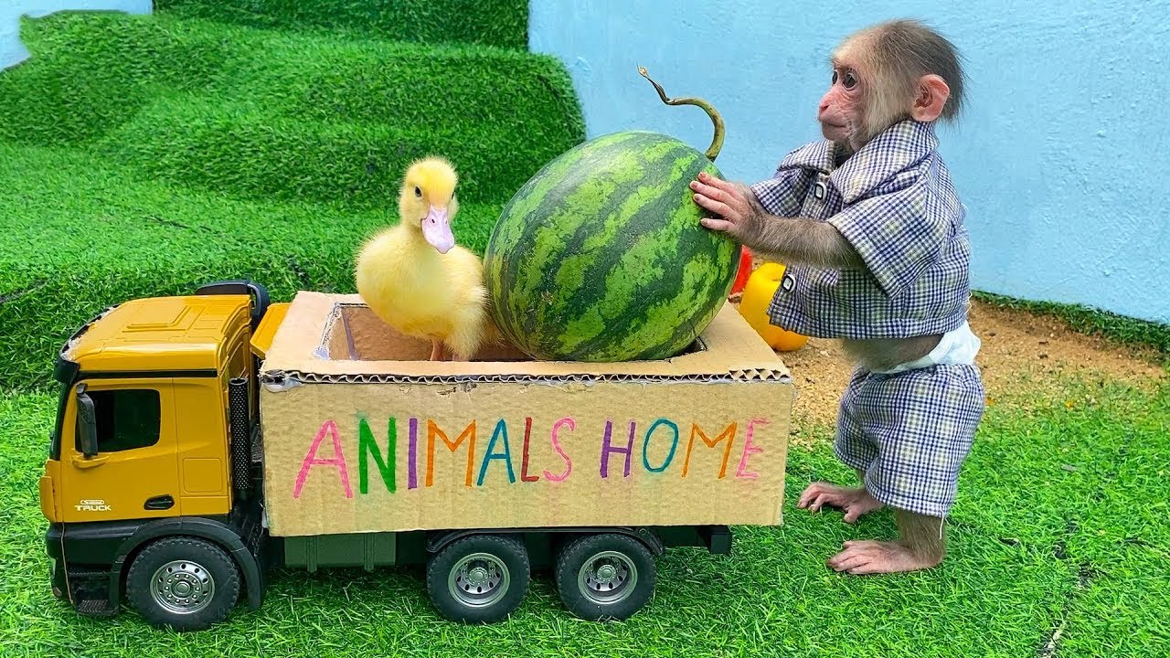 القرد الصغير يسرق البطيخ لإطعام البطة | Monkey Home Arabic