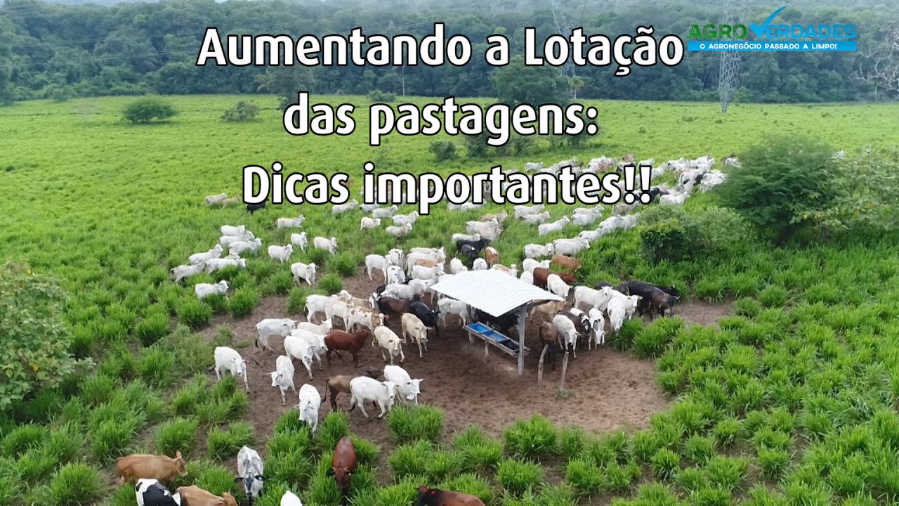Aumentando a Lotação das pastagens: Dicas importantes!! 