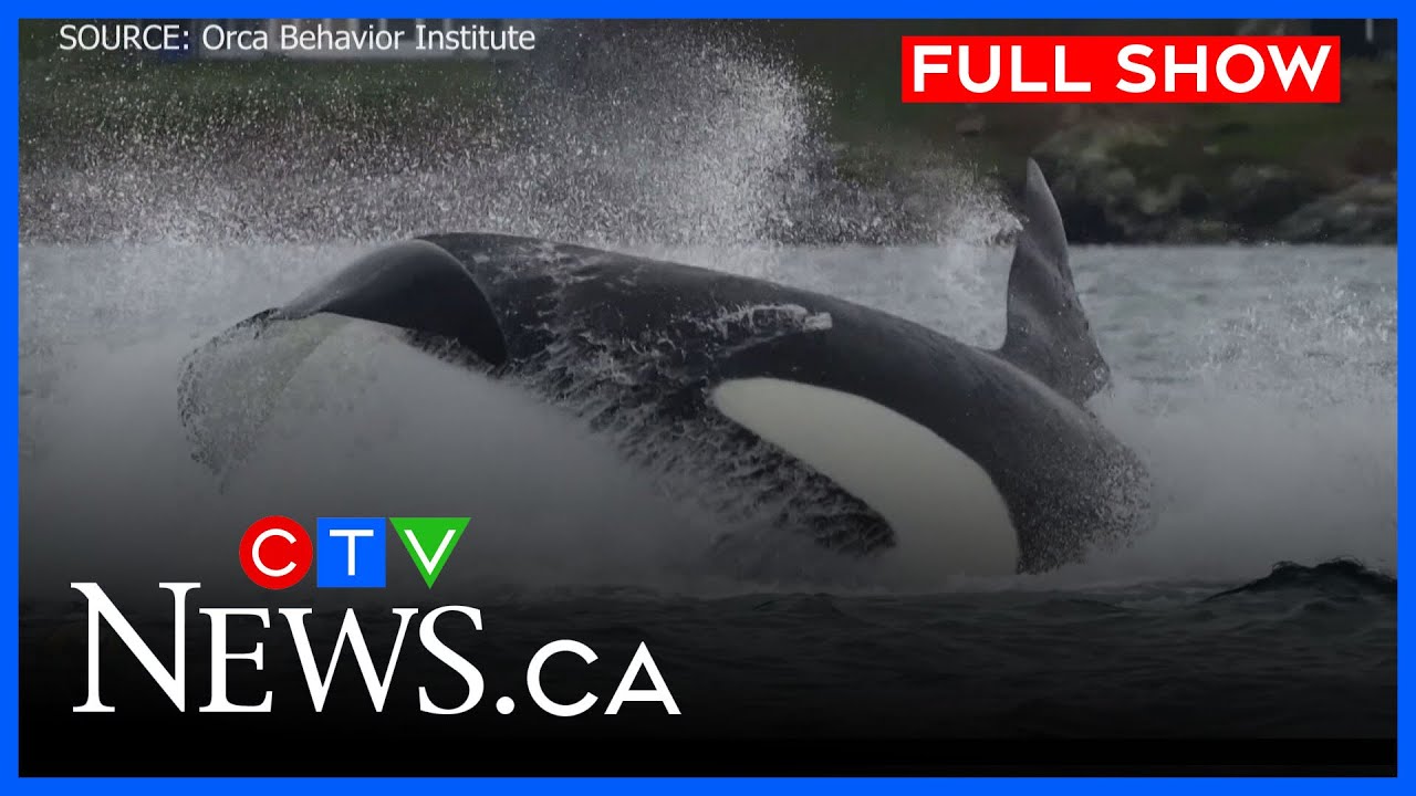Orca hunt caught on video | CTV News Vancouver Island | Jan. 19, 2026