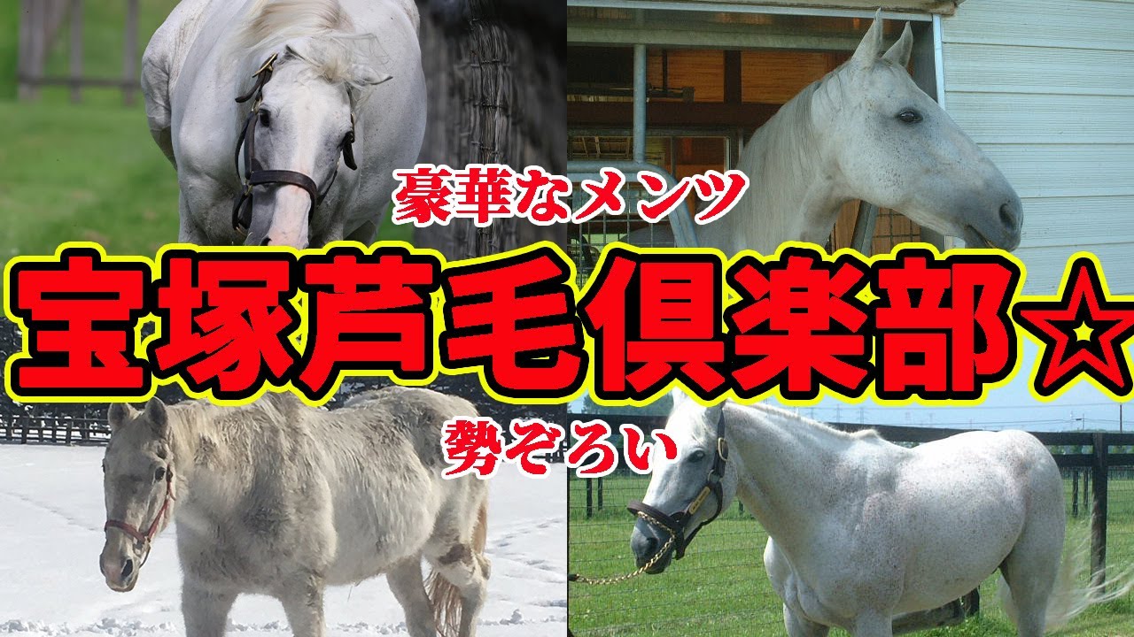 【概念】宝塚芦毛倶楽部が豪華メンツすぎるwwwに対する競馬民の反応集