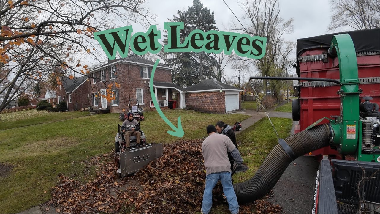 Two Large Leaf Cleanups