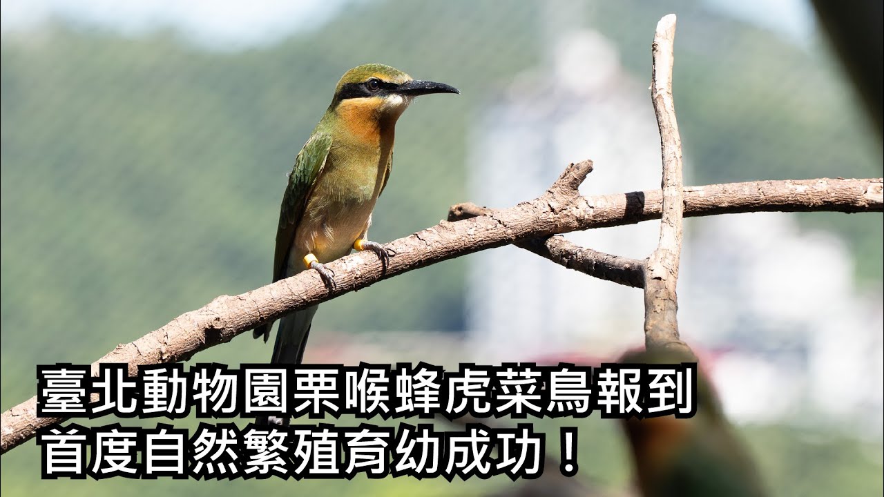 臺北動物園栗喉蜂虎菜鳥報到 首度自然繁殖且育幼成功！