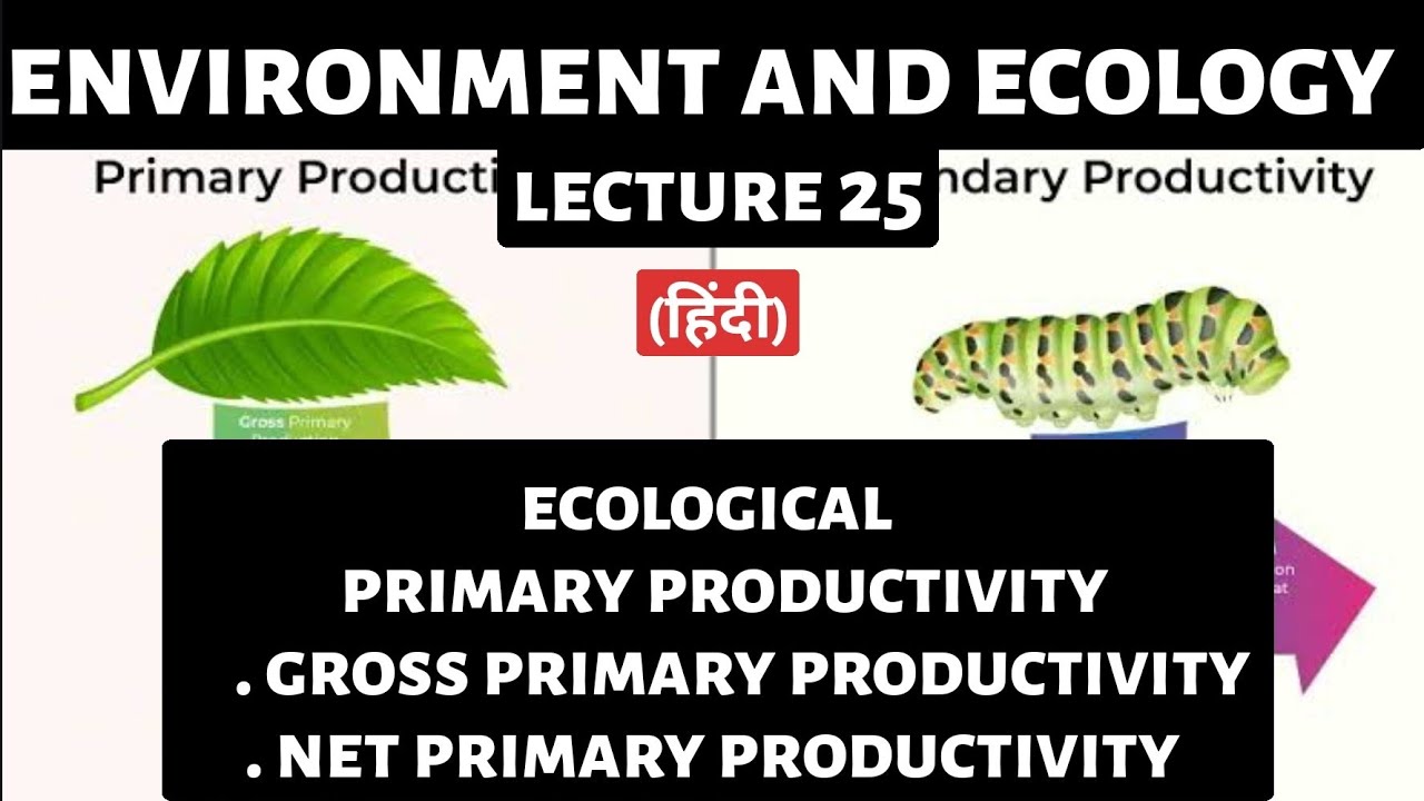 Productivity in Ecology | Complete Guide for UPSC Preparation | Environment & Ecology Explained