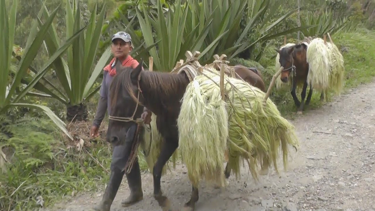 El fique, apuesta productiva de Caldono apoyada por Renovación del Territorio