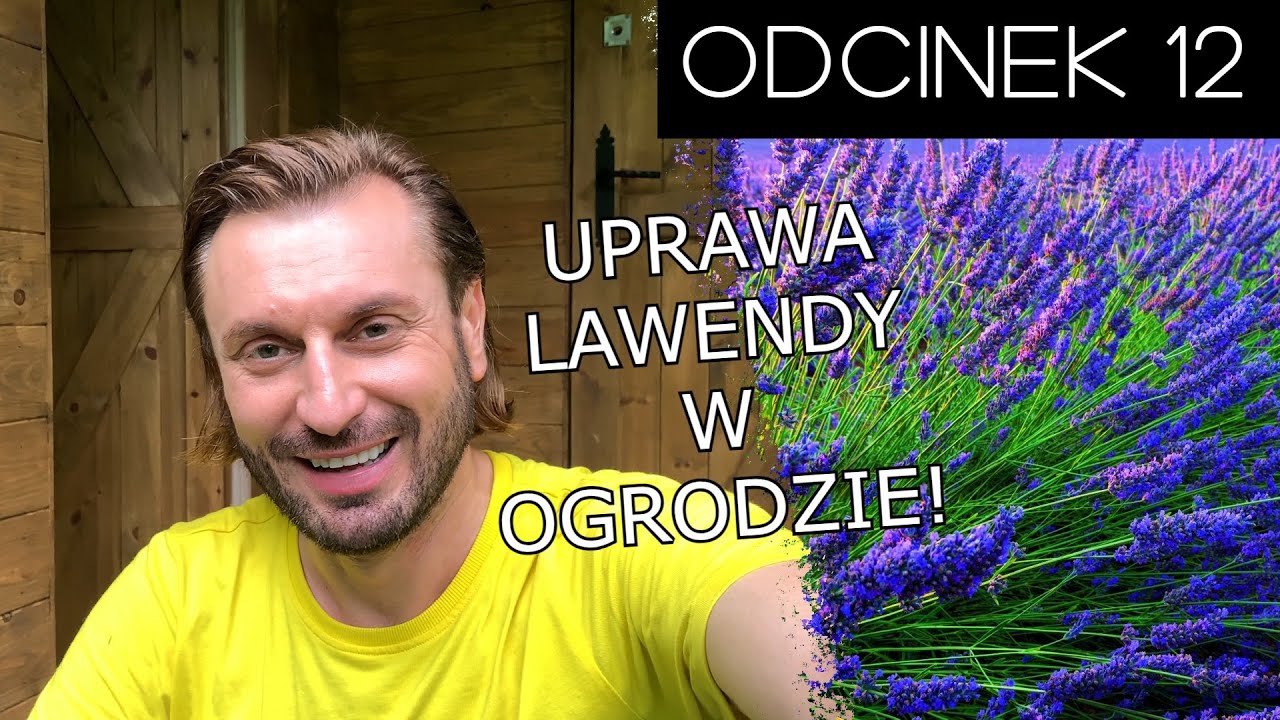 Ciotka Na Działce 5… Uprawa lawendy w ogrodzie/działce! | Rafał Grabias
