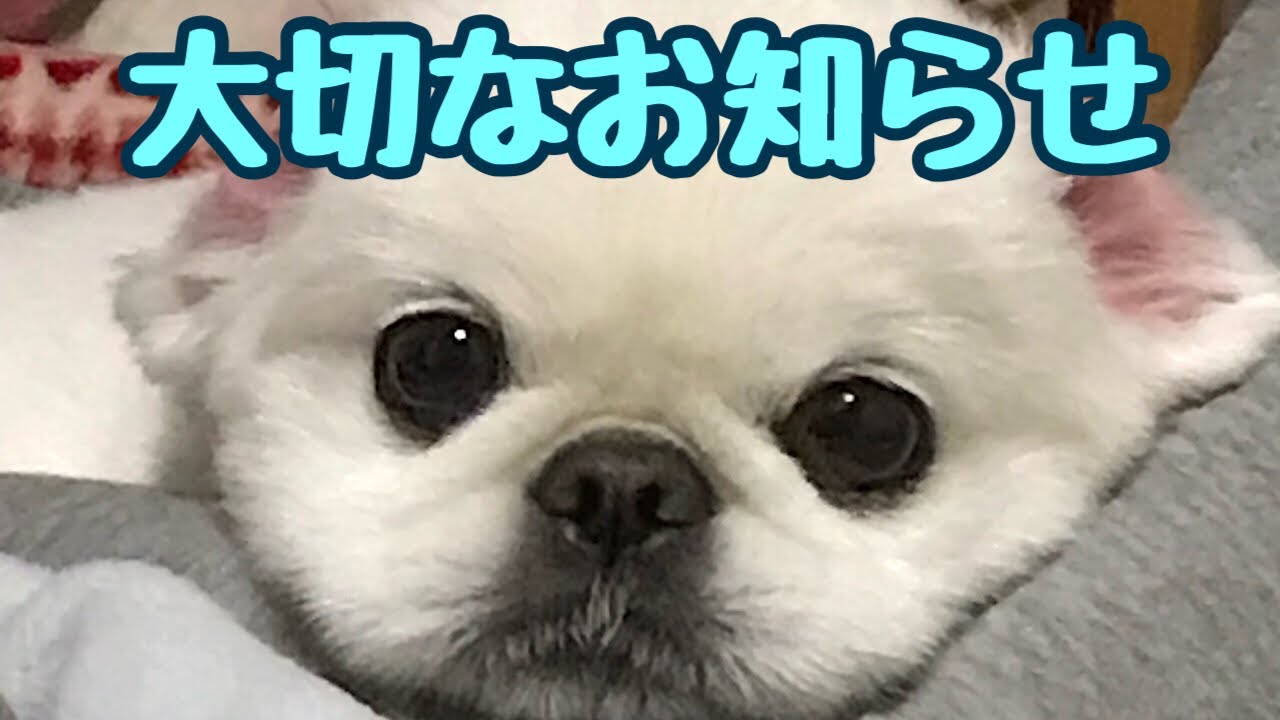大切なお知らせ