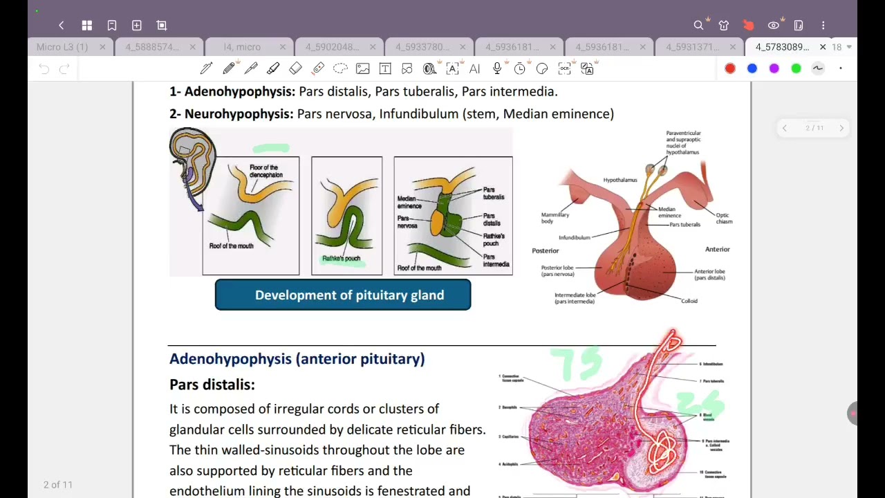 L1 / Histology: The endocrine system 