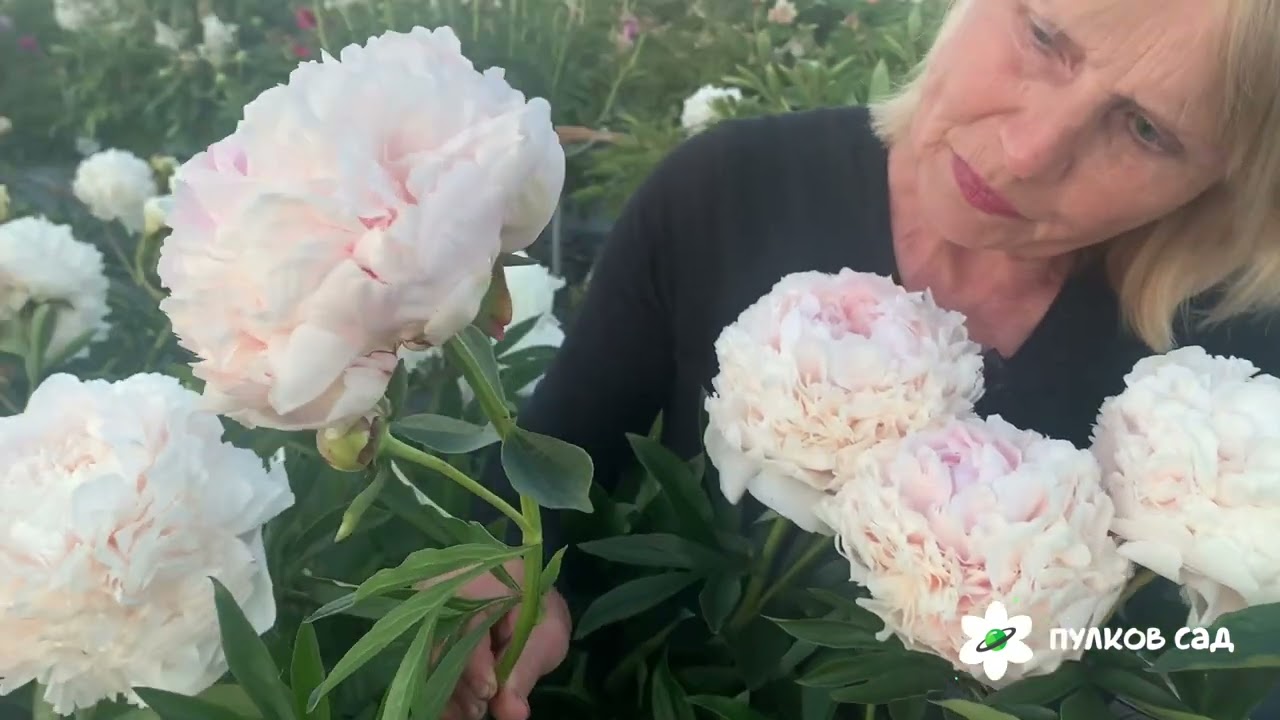 Solange peony. Соланж пион Пулков сад (2024 г)