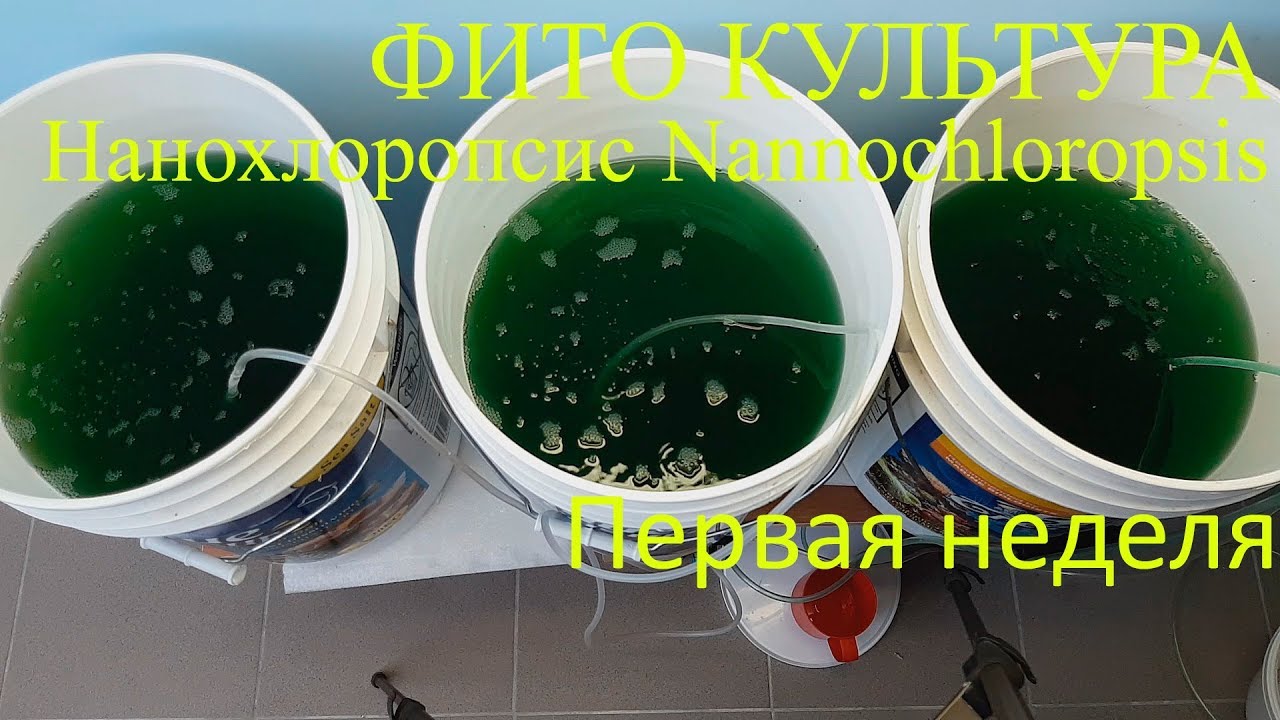 Фито культура.  Нанохлоропсис (Nannochloropsis).  Первая неделя.