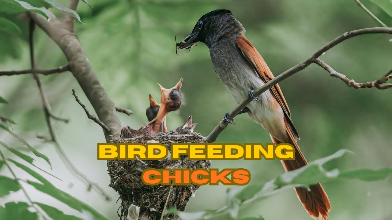 Mother Bird Feeding Her Hungry Chicks – Heartwarming Nature Video#birdfeeding #naturelovers .