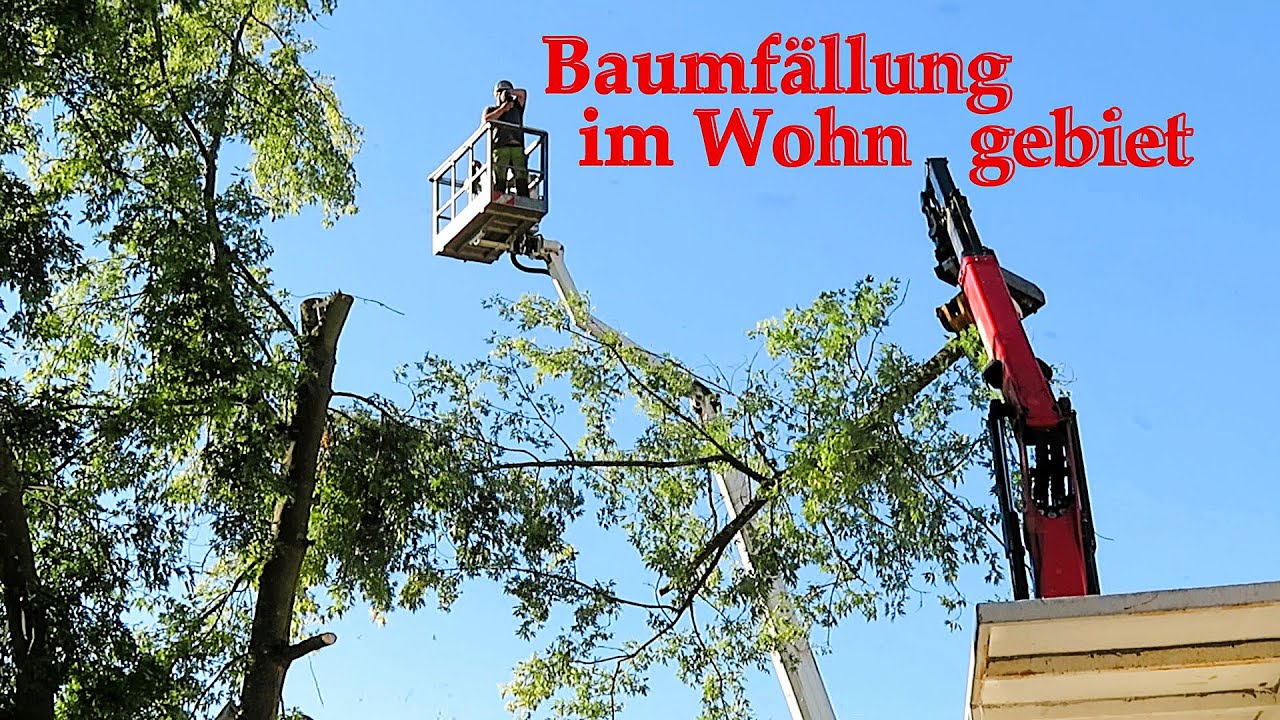 Baumfällung im Wohngebiet - so geht's