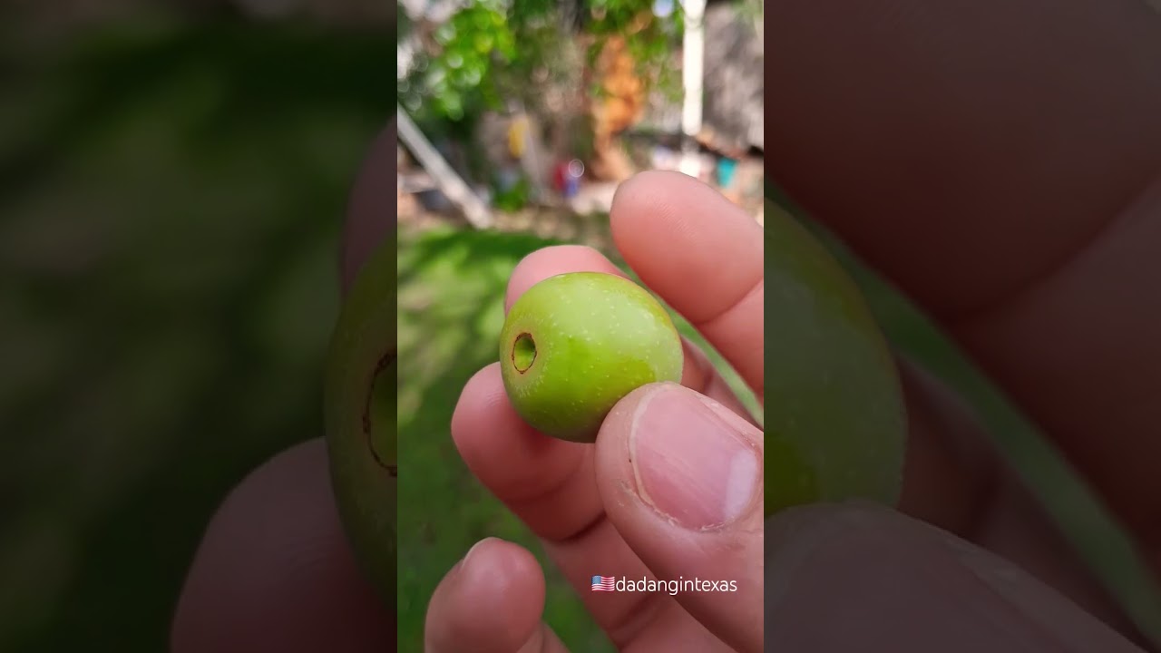 Green Sweet Olive 