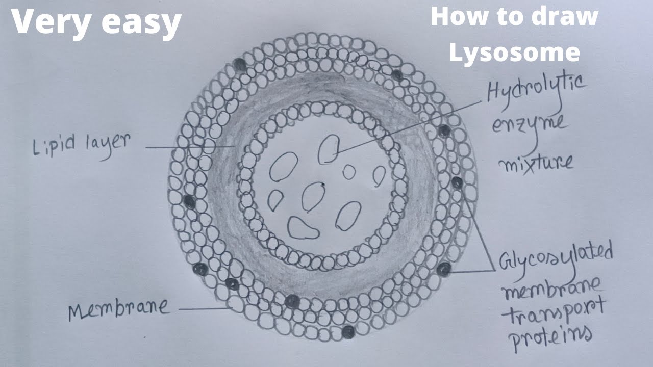 How to draw structure of lysosome | Lysosome drawing