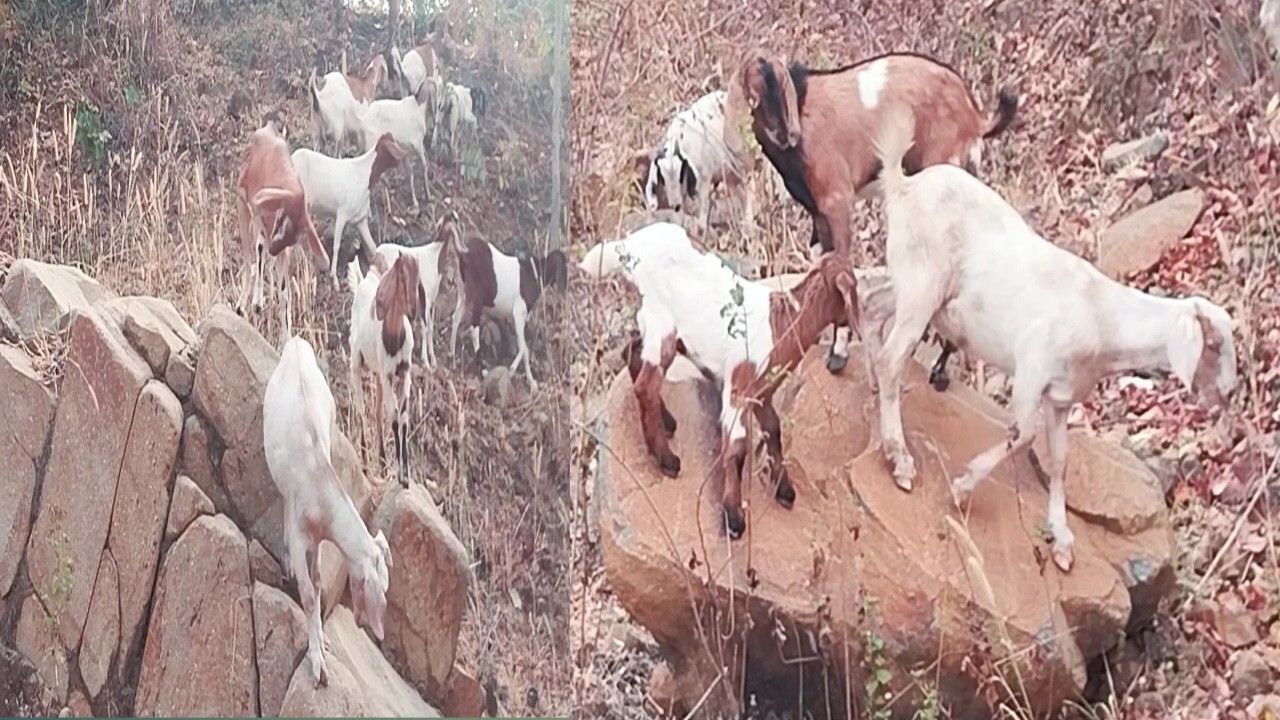 GOATS Jumping on the Rock